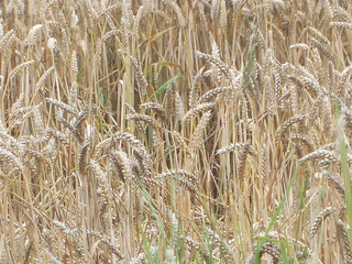 field_of_grain