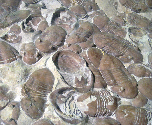 Homotelus bromidensis fossil trilobites