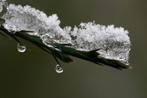 Melting ice on a branch