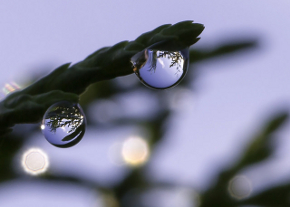 Drops on Branch